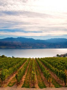 Most beautiful vineyards of the World