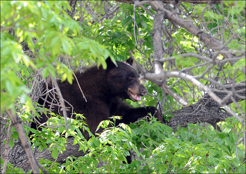 Bear Wanders Around Colorado University Campus 