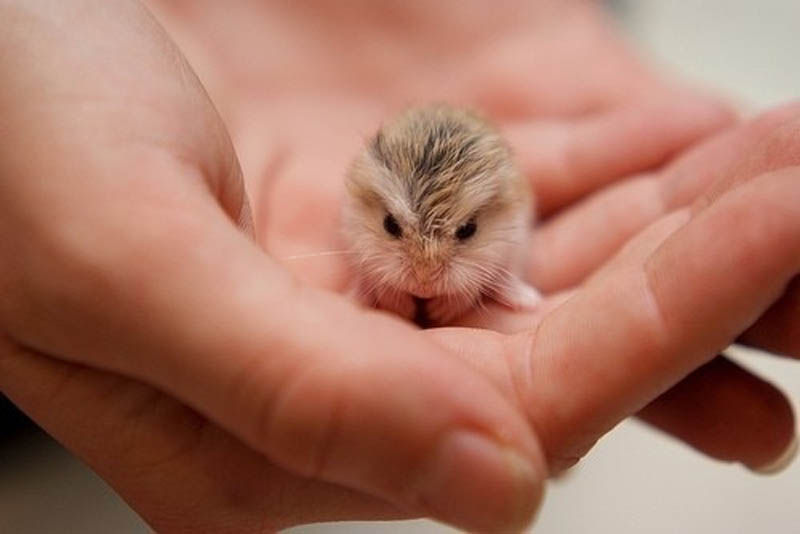 Adorable Tiny Things 