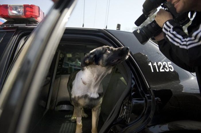 Sacramento Police K-9 Officer Named Bandit