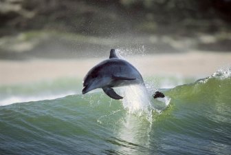 Dancing dolphins