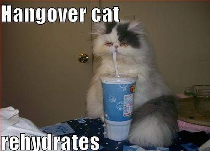 Hangover Cats