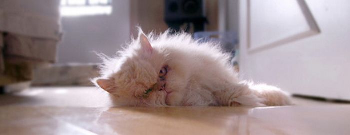 Hangover Cats