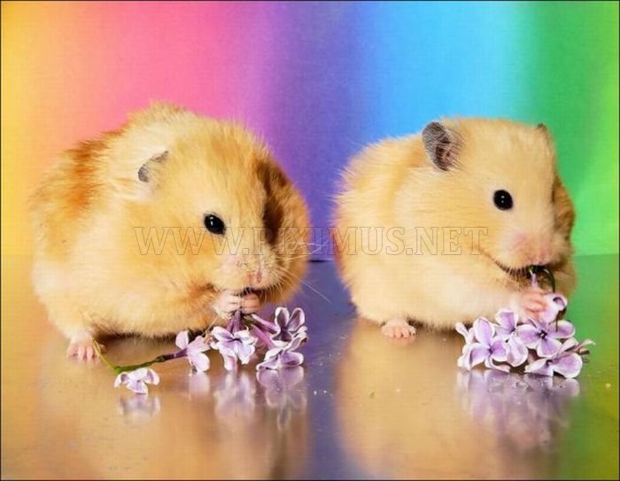 Hamsters and Flowers 