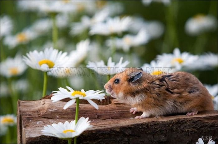Hamsters and Flowers 