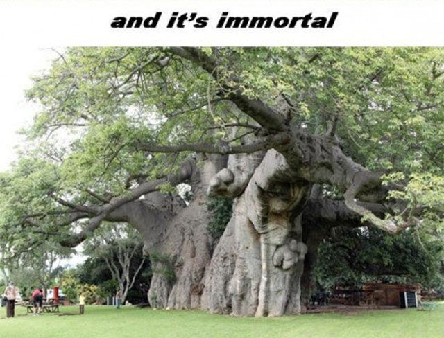 Baobab Tree Is a Wonder of Nature 