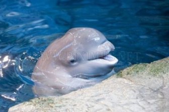 Baby Beluga 