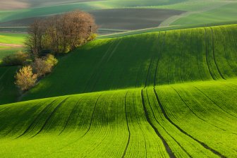 Green fields of Moravia