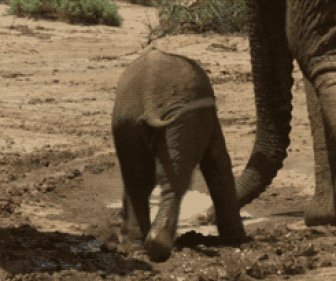 Baby Elephant Fail