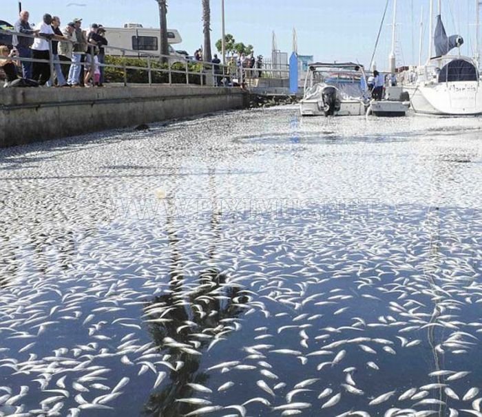 Millions of Dead Fish at King Harbor in Redondo Beach 