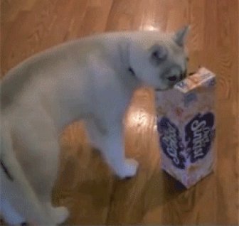 Husky and a Box
