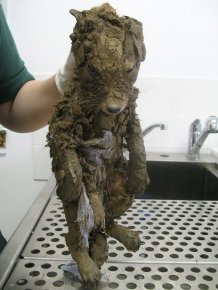 Fox Caked In Mud Rescued from Hole 
