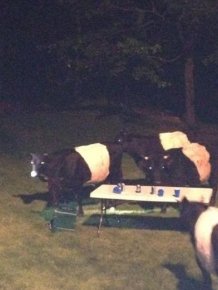 Cows Crashed a Backyard Beer Party