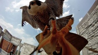 Mother Falcon vs. Researches