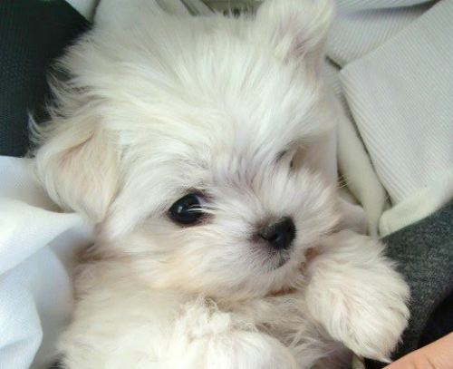 Oscar - cute Maltese puppy