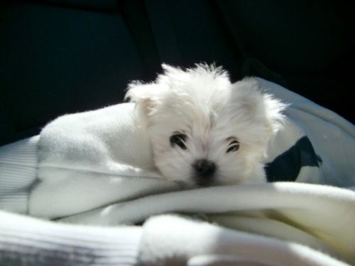 Oscar - cute Maltese puppy