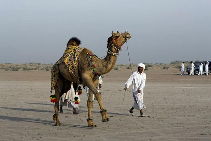 Amazing Camel Hair Art