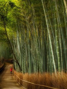 Fantastic Bamboo Grove in Japan 