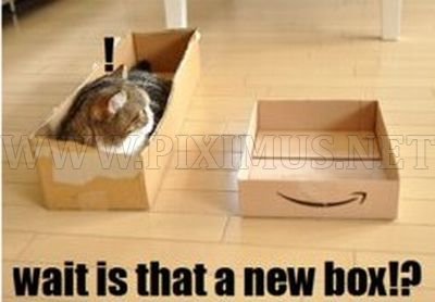 Cat & Box 