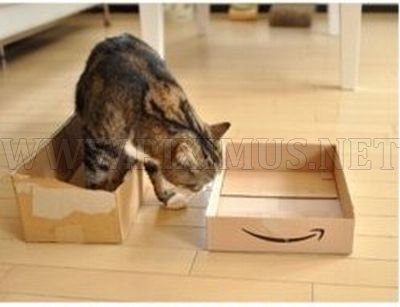 Cat & Box 