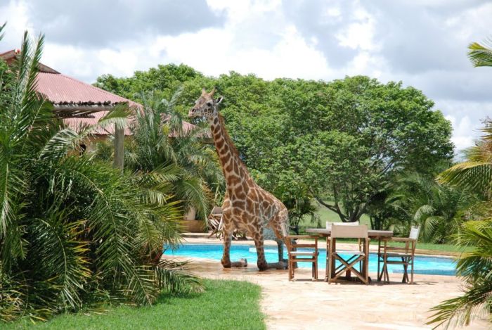 Giraffe Swimming in a Pool