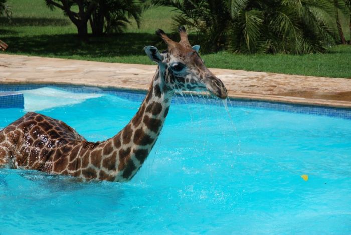 Giraffe Swimming in a Pool