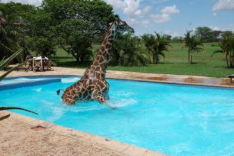 Giraffe Swimming in a Pool