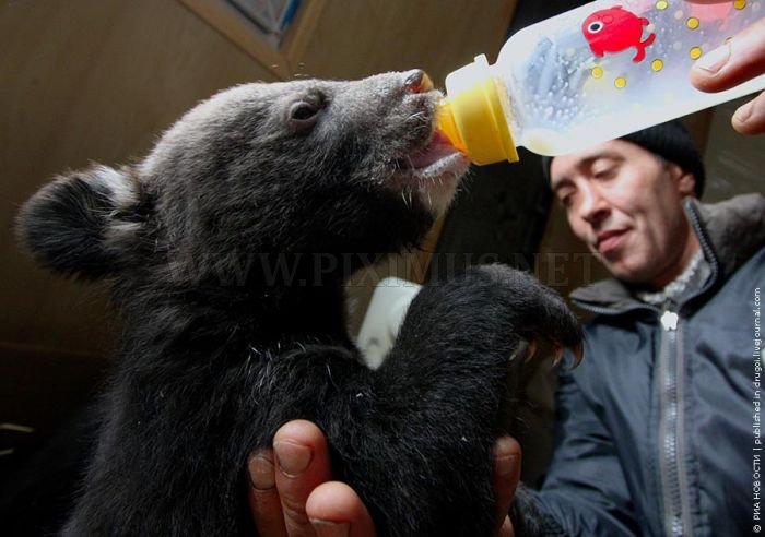 Himalayan Bear Cubs Found New Home 