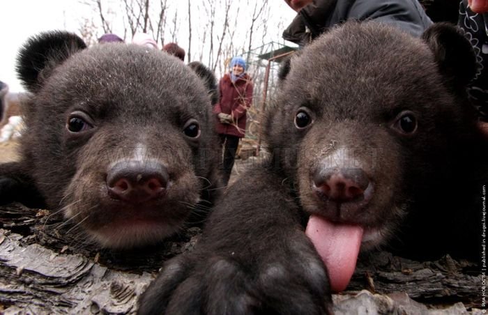 Himalayan Bear Cubs Found New Home 
