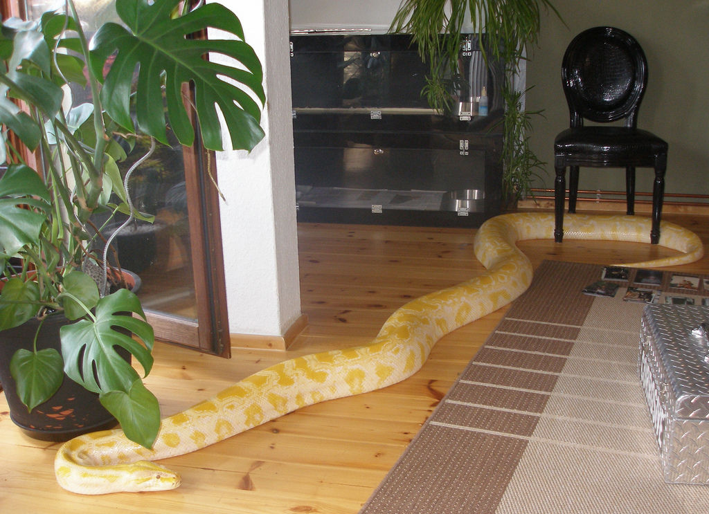Завести дома змею. Питон питомец. Красивые домашние змеи. Домашние змеи удавы. Питон в доме.