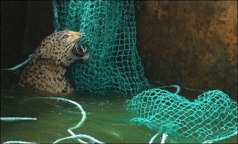 Leopard Rescued by the Net