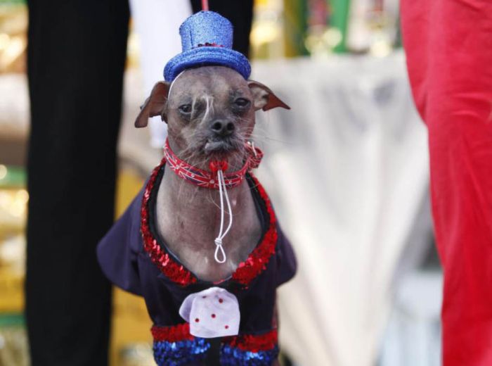 The World's Ugliest Dog 2012, part 2012