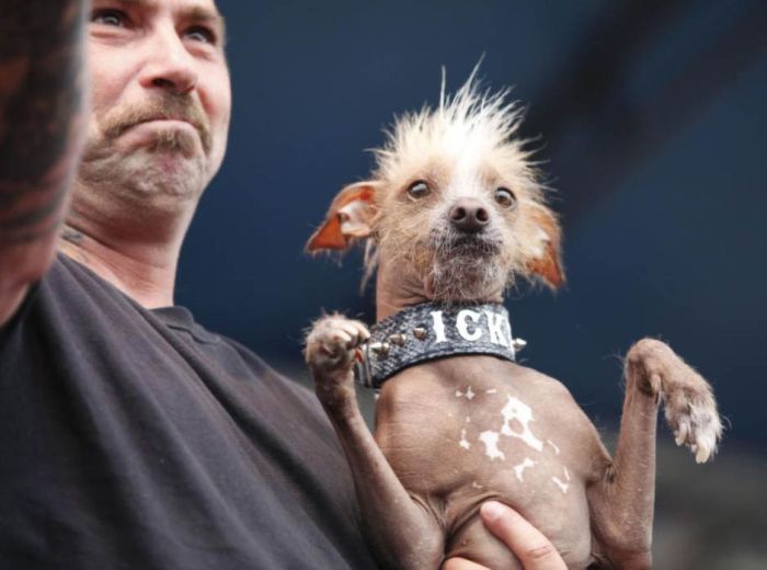 The World's Ugliest Dog 2012, part 2012