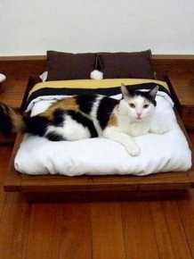 Furniture for Cats