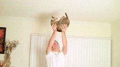 Cat Workout at Home