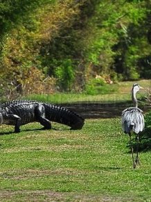Heron Steals Baby Alligator 