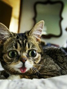 Lil Bub Cat