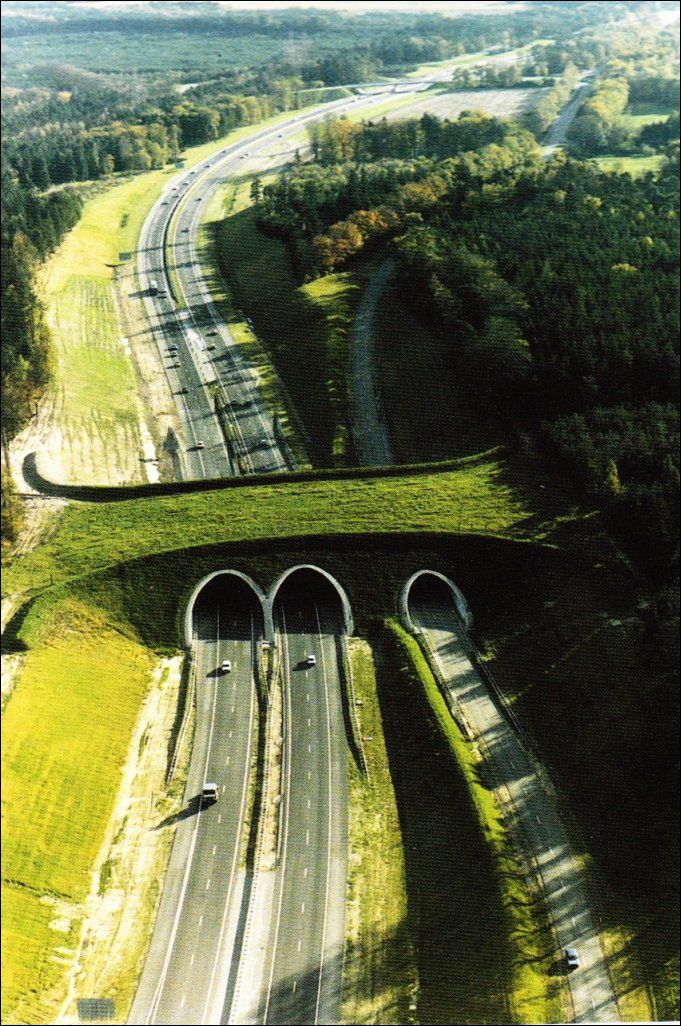 Animal Bridges Across Highways 