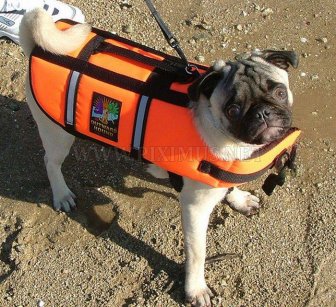 Pugs in life jackets