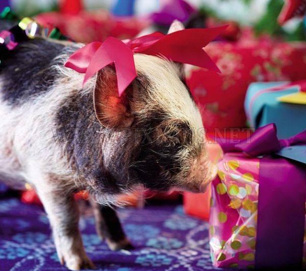 Micro Pigs and Christmas