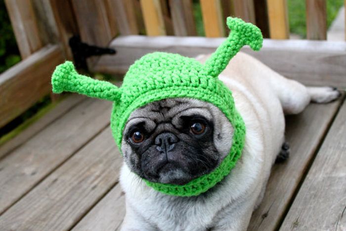 Sweethoots, Cute Pug Hats