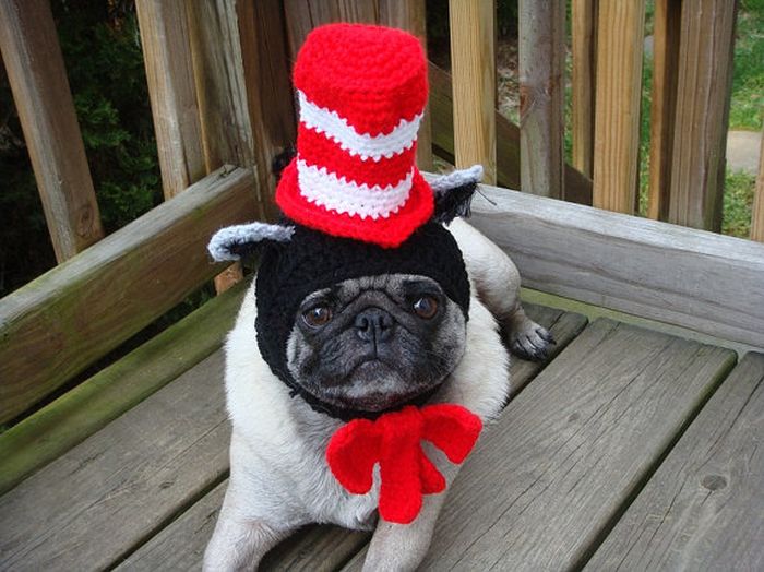 Sweethoots, Cute Pug Hats