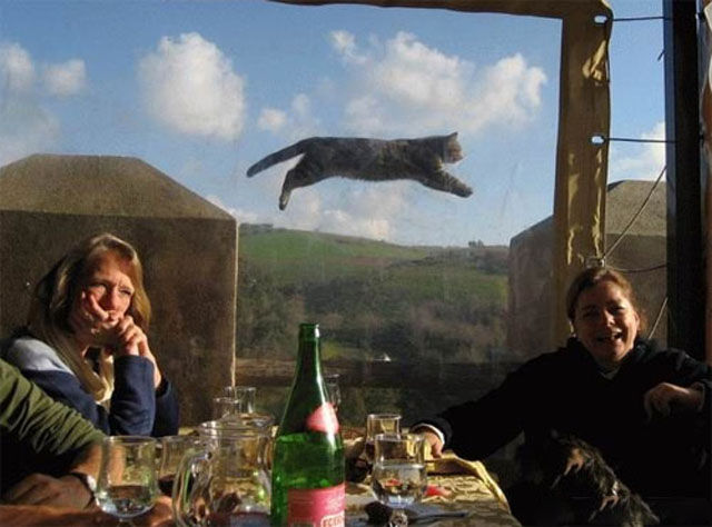 Perfectly Timed Cat Snaps 