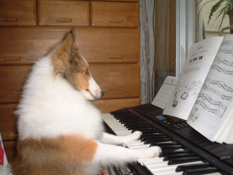 Собачий вальс картинка на пианино. Собака за пианино. Собака на рояле. Животные с музыкальными инструментами. Пианино собачка.