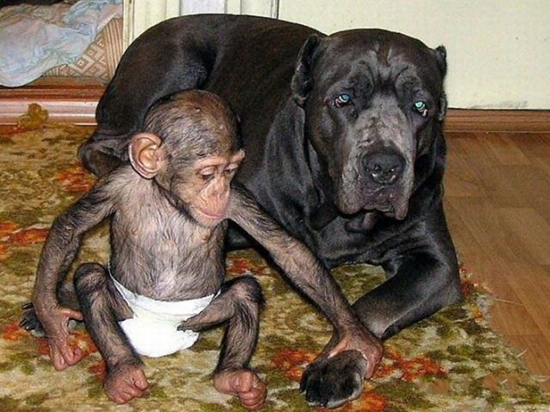 Huge Dog Adopts A Little Chimp 