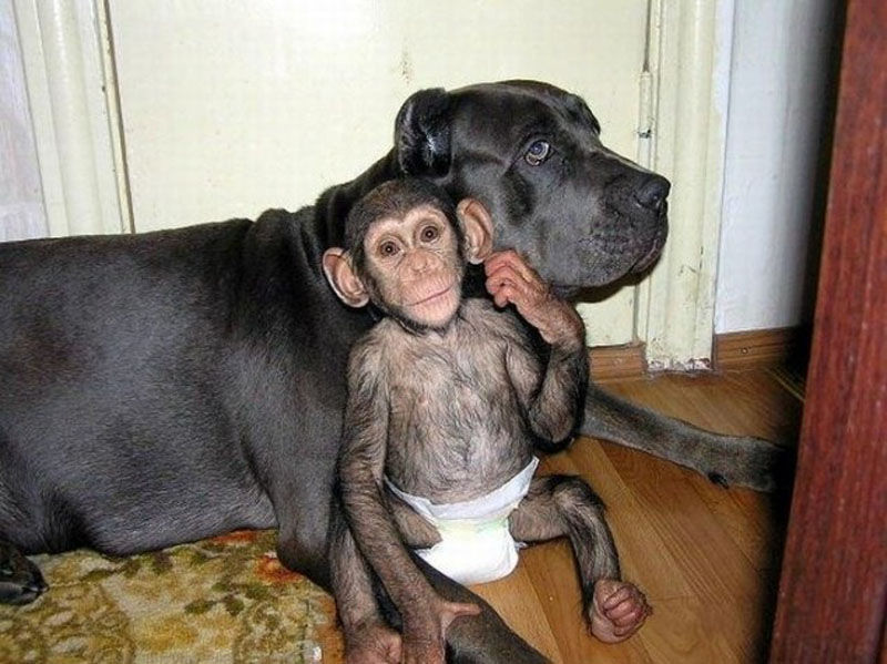 Huge Dog Adopts A Little Chimp 
