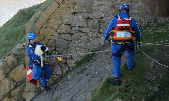 Coastguards Save Stranded Dog