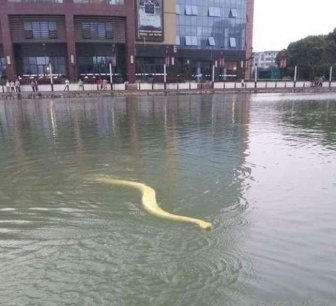 Pet Python Bathing