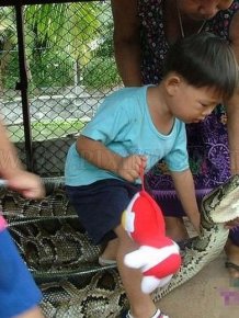 Playing with a Large Snake 