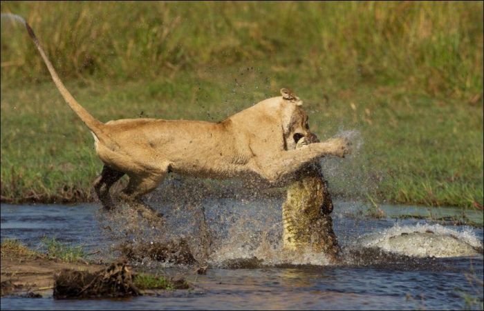 Lion vs Croc